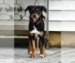 Small #3 Doberman Pinscher Mix