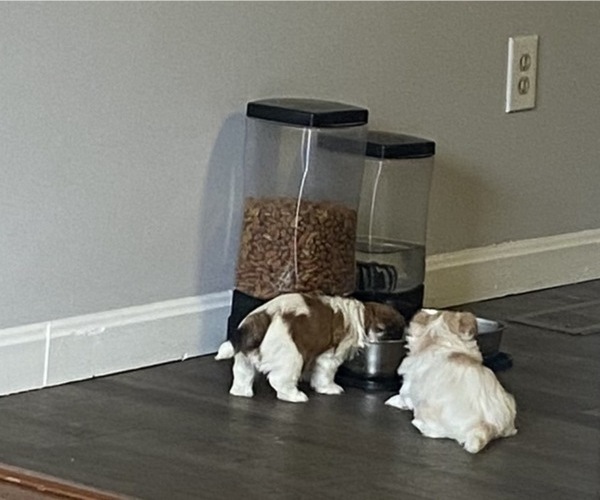 Medium Photo #3 Zuchon Puppy For Sale in PASADENA, MD, USA