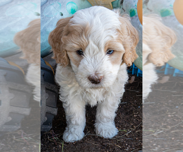 Medium Photo #5 Bernedoodle (Miniature) Puppy For Sale in ROY, UT, USA