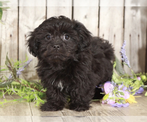 ShihPoo Puppy for sale in MOUNT VERNON, OH, USA