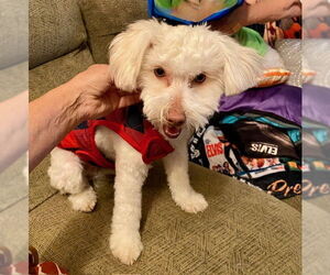 Mutt Dogs for adoption in Mesa, AZ, USA