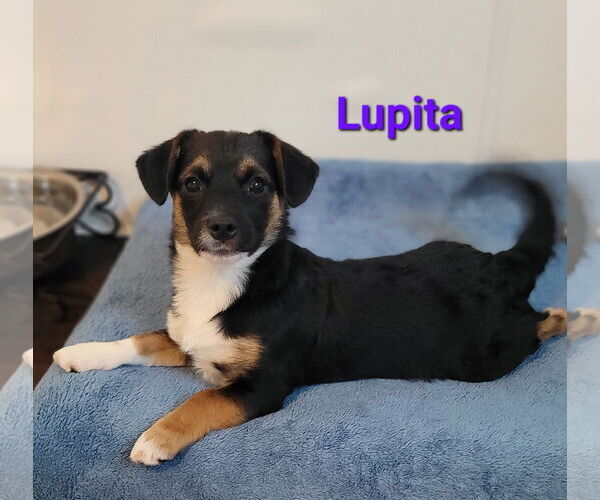 Medium Photo #3 Chiweenie Puppy For Sale in Des Moines, IA, USA