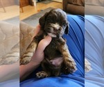 Puppy Puppy 6 Cocker Spaniel