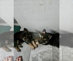 Small #5 German Shepherd Dog