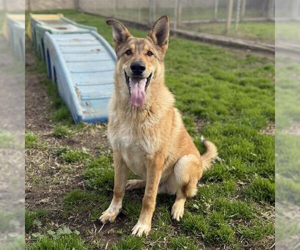 Medium Photo #1 German Shepherd Dog Puppy For Sale in Modesto, CA, USA