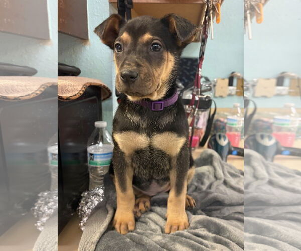 Medium Photo #3 Australian Shepherd-Rottweiler Mix Puppy For Sale in Amarillo, TX, USA