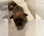 Small Photo #16 Shorkie Tzu Puppy For Sale in EDMOND, OK, USA