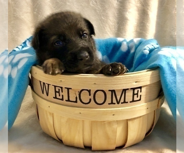 Medium Photo #13 German Shepherd Dog Puppy For Sale in HAMILTON, NJ, USA