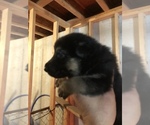 Small Photo #15 German Shepherd Dog Puppy For Sale in GRAHAM, MO, USA