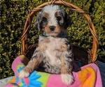 Small Photo #18 Goldendoodle (Miniature) Puppy For Sale in PLACERVILLE, CA, USA
