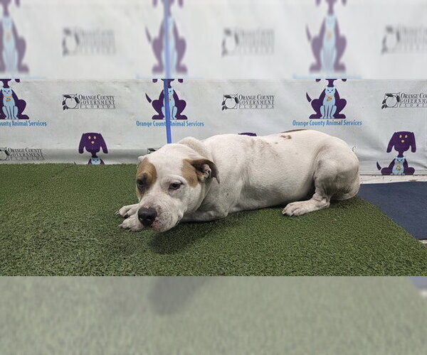 Medium Photo #1 Mutt Puppy For Sale in Orlando, FL, USA