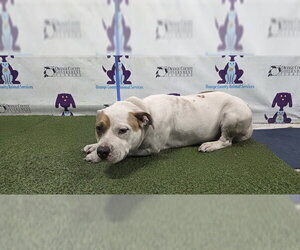 Mutt Dogs for adoption in Orlando, FL, USA