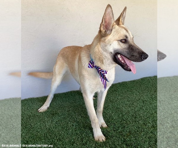 Medium Photo #3 German Shepherd Dog-Unknown Mix Puppy For Sale in San Diego, CA, USA