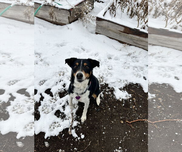 Medium Photo #4 German Shepherd Dog-Great Pyrenees Mix Puppy For Sale in Aurora, CO, USA