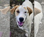 Small Photo #8 Coonhound-Great Pyrenees Mix Puppy For Sale in Tracy City, TN, USA