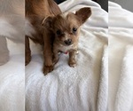 Small Photo #11 Chihuahua Puppy For Sale in SAN ANTONIO, TX, USA