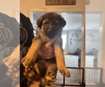 Small Photo #9 German Shepherd Dog Puppy For Sale in JEFFERSON, WI, USA