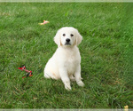 Image preview for Ad Listing. Nickname: Oak