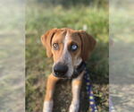 Small #3 Mutt