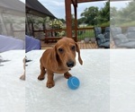 Small Dachshund