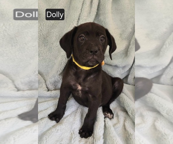 Medium Photo #2 Cane Corso Puppy For Sale in MINERAL WELLS, WV, USA