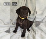 Small #1 Cane Corso