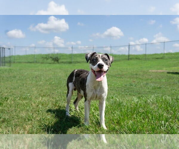 Medium Photo #3 Mutt Puppy For Sale in Abbeville, LA, USA