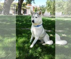 Siberian Husky Dogs for adoption in Cedar Crest, NM, USA