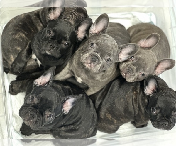 Medium Photo #1 French Bulldog Puppy For Sale in SALINAS, CA, USA