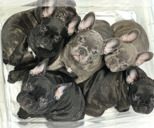 French Bulldog Litter for sale in SALINAS, CA, USA