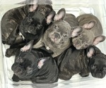 Image preview for Ad Listing. Nickname: Litter of 8