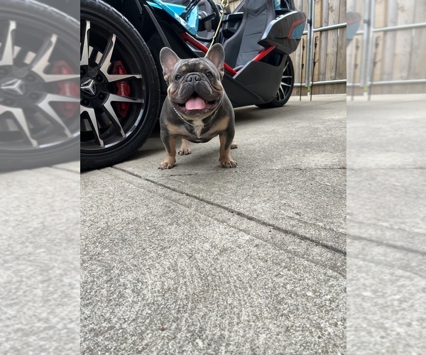 Medium Photo #1 French Bulldog Puppy For Sale in CLEVELAND, OH, USA