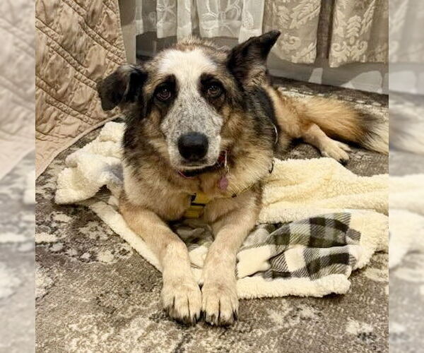 Medium Photo #1 German Shepherd Dog-Unknown Mix Puppy For Sale in Spring Lake, NC, USA