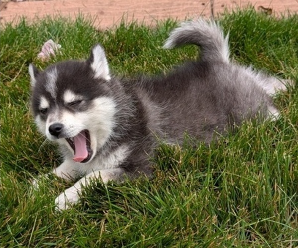 Medium Photo #1 Pomsky Puppy For Sale in GOSHEN, IN, USA