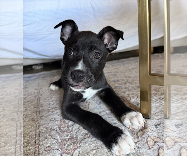 Medium Photo #2 American Staffordshire Terrier-Unknown Mix Puppy For Sale in Holly Springs, NC, USA