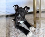 Small #1 American Staffordshire Terrier Mix