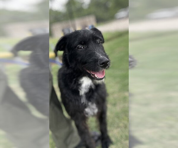 Medium Photo #2 Mutt Puppy For Sale in Temple, TX, USA