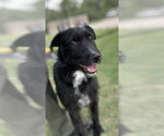 Small #1 Mutt