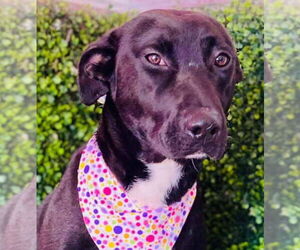 Medium Labrador Retriever Mix