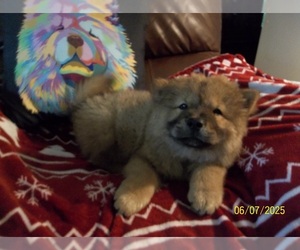 Chow Chow Puppy for sale in MIDDLEBURG, FL, USA