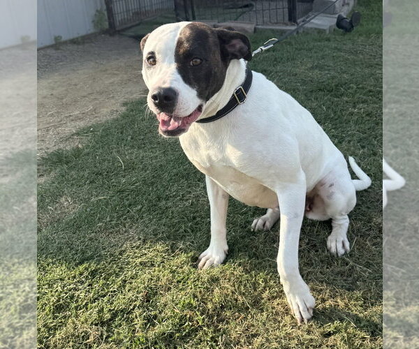 Medium Photo #4 Mutt Puppy For Sale in Evansville, IN, USA