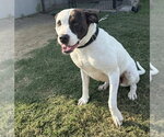 Small #3 Mutt