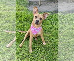 Small #12 American Staffordshire Terrier-Labrador Retriever Mix