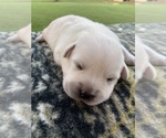 Small Photo #3 Labrador Retriever Puppy For Sale in SOUTHMONT, NC, USA