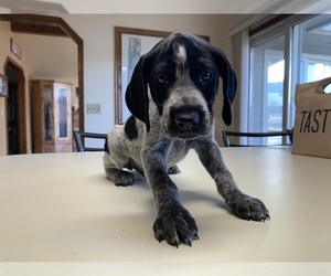 German Wirehaired Pointer Puppy for sale in HAMMETT, ID, USA