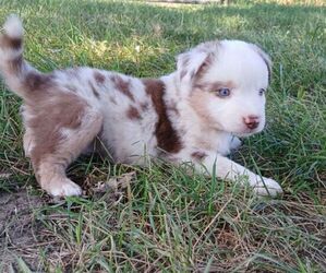 Miniature Australian Shepherd Puppy for sale in MILTON, WI, USA