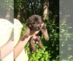 Small Photo #3 German Shepherd Dog Puppy For Sale in DODGE CENTER, MN, USA
