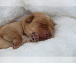 Puppy Milo Labrador Retriever