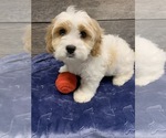 Small Photo #1 Cavachon Puppy For Sale in RICHMOND, IL, USA