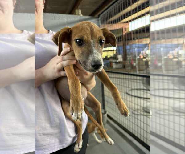 Medium Photo #2 Unknown-Whippet Mix Puppy For Sale in Minneapolis, MN, USA